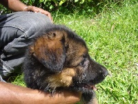 CHIOT