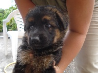 CHIOT