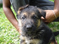 CHIOT