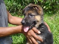 CHIOT