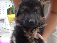 CHIOT