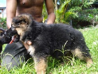 CHIOT